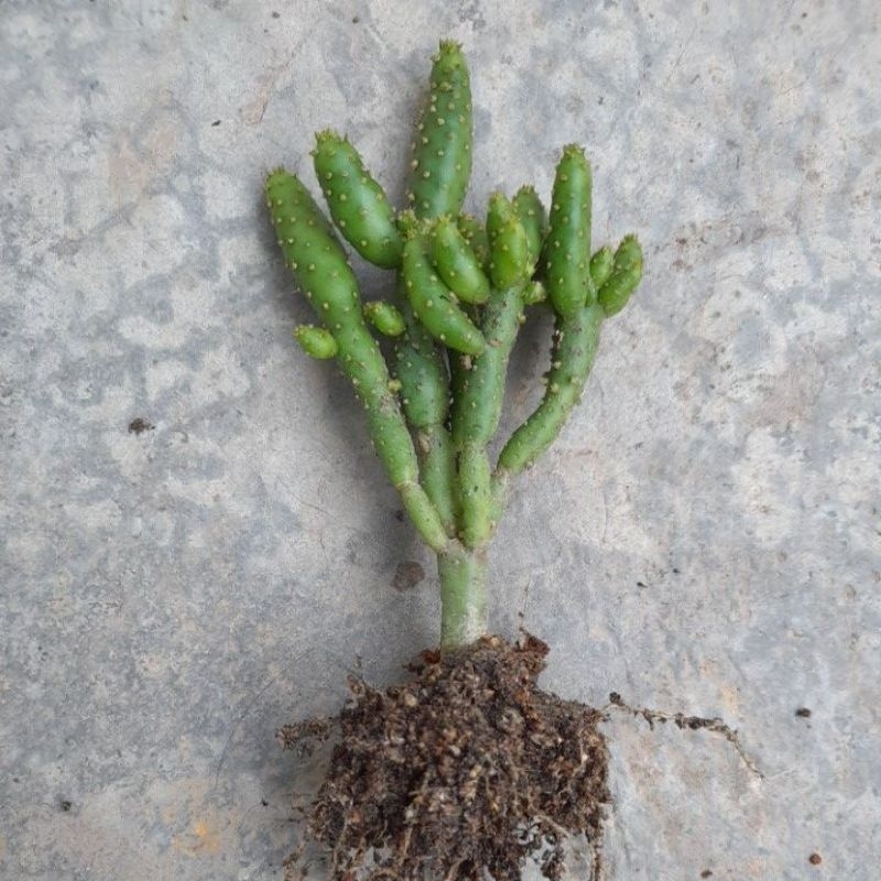 Cactus opuntia monacantha (with roots) Shopee Malaysia