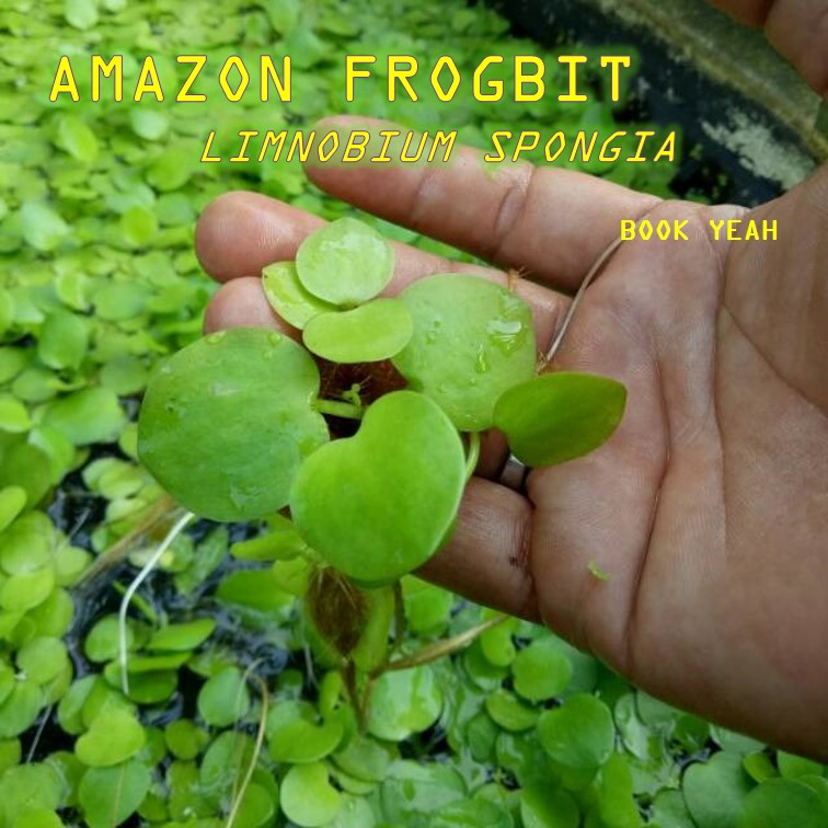 [Beli 1 Free 1] Amazon Frogbit Tumbuhan Air Float Plants Hiasan