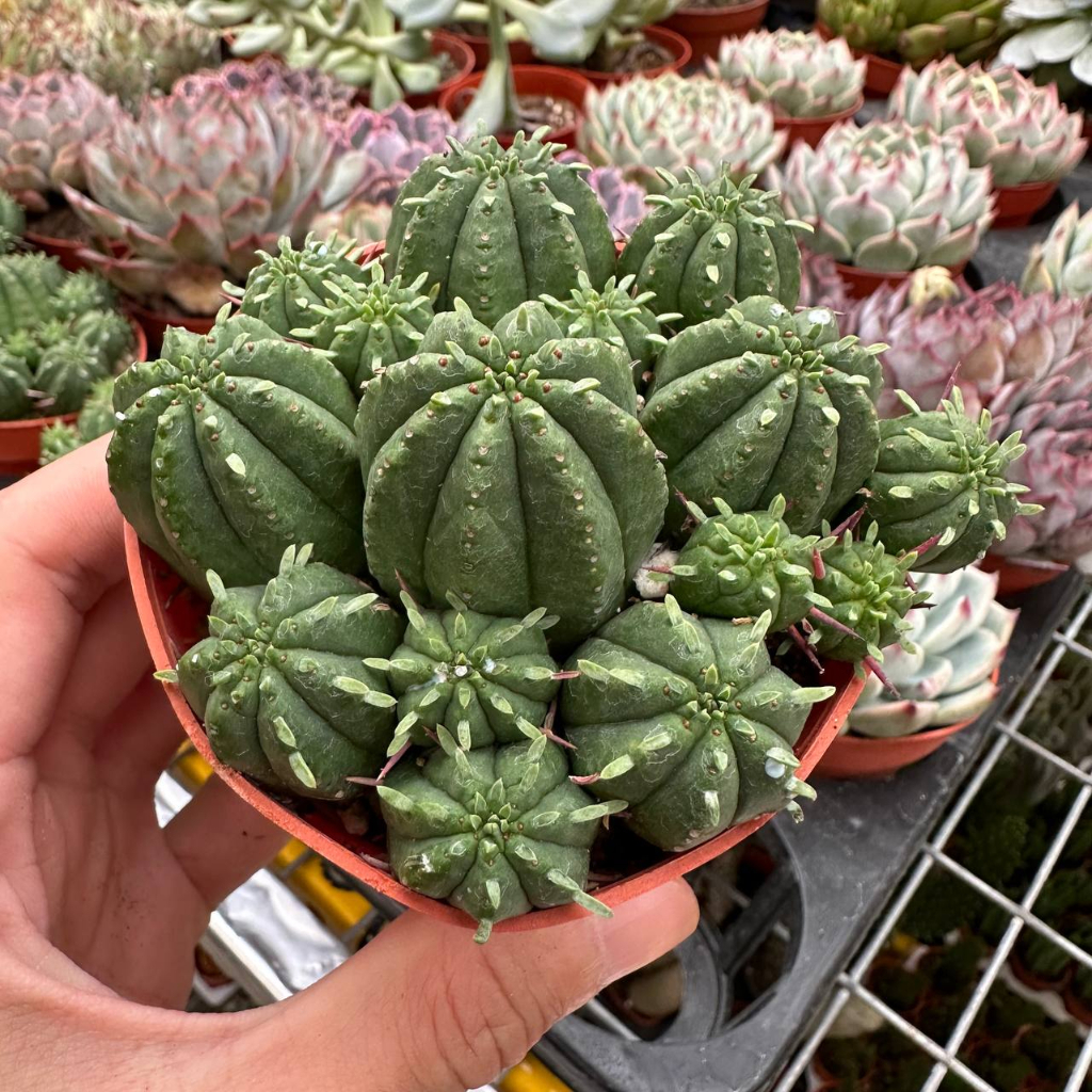 GPS Green Plant Society live Cactus Family Euphorbia enopla 火麒麟