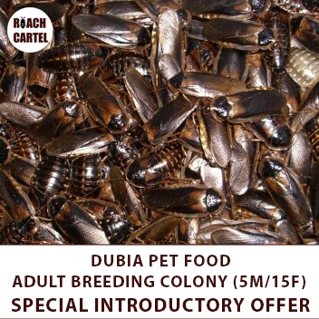 DUBIA PET FOOD Adult (15F/5M) | Shopee Malaysia