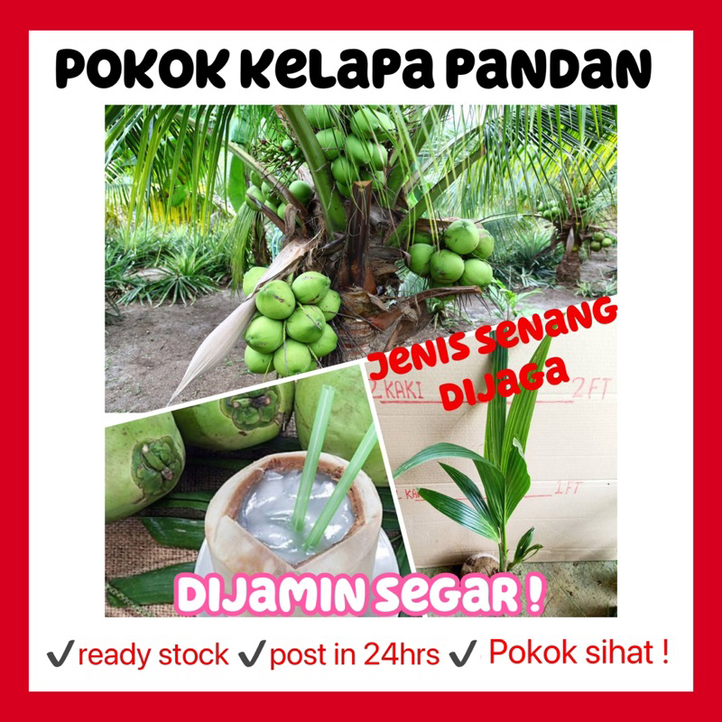 rina • pokok kelapa pandan • wangi matag fruit sapling pokok buah cepat berbuah live plant coconut hybrid tree outdoor