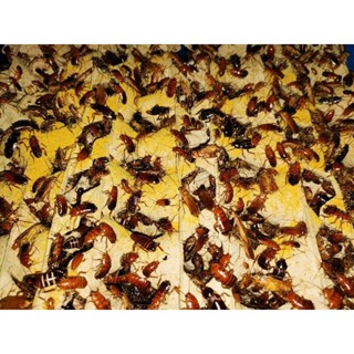 Red Runner , Turkestan Roaches | Shopee Malaysia