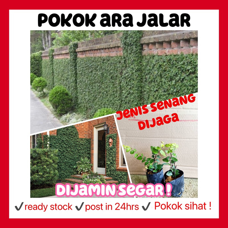rina • pokok ara jalar 1 bag kecil • one bag ficus pumila creeping fig climbing menjalar pokok hidup live plant outdoor
