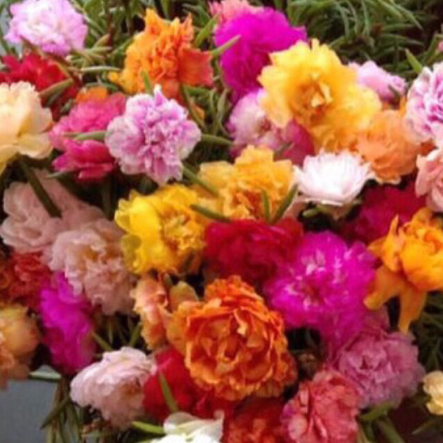 Ros jepun jenis carnation. 12 warna asing. 80 keratan. Warna yang menarik bakal menghiasi halaman anda.