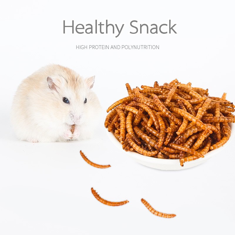 Dried Mealworm and Insects Protein food Mealworm Non-GMO Treats Hedgehog Sugar Glider Hamster Snack Bird Hedgehog