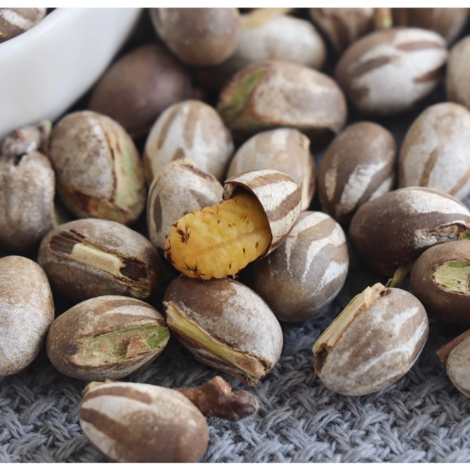 Sugar Glider Tank Bug 蜜袋鼯坦克虫