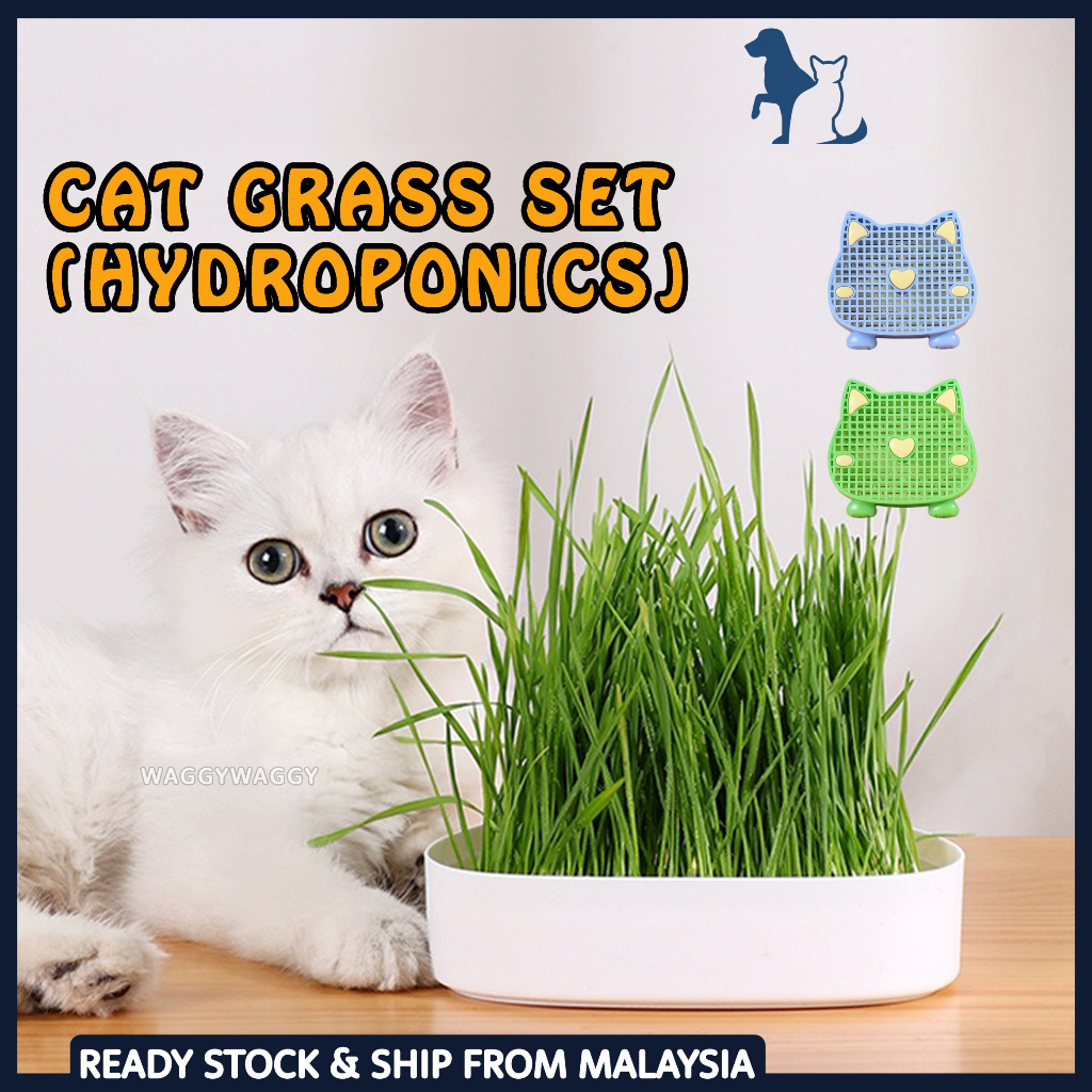 WaggyWaggy Cat Grass Set Hydroponics Soilless Biji Benih Rumput Kucing Seedling Tray Hairball Catnip Silvervine 猫草 化毛