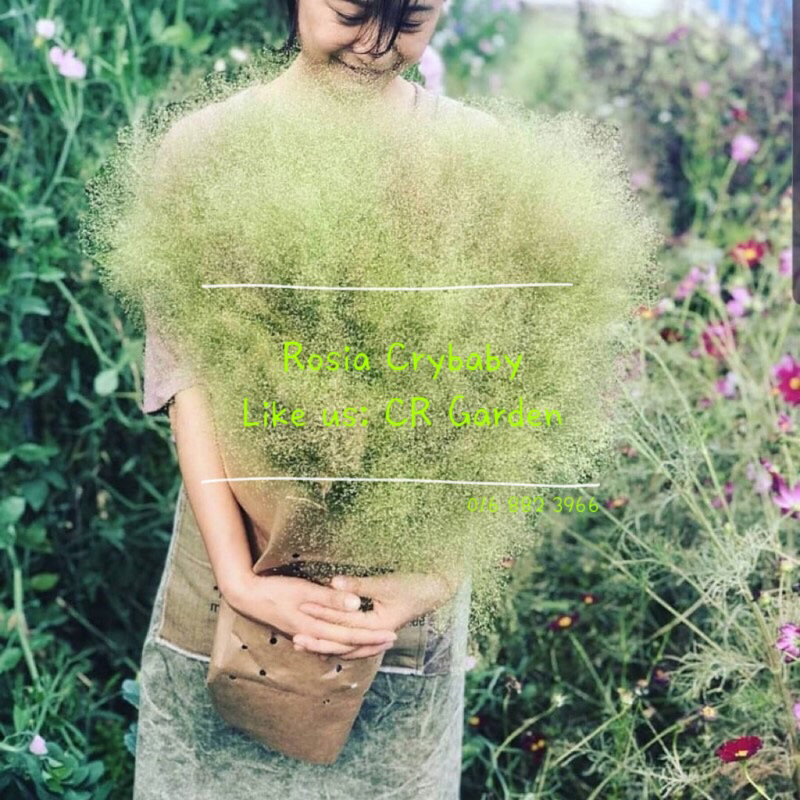 Cloud Grass 10 seeds 云草 10粒 (70 days, Height 20-30cm)