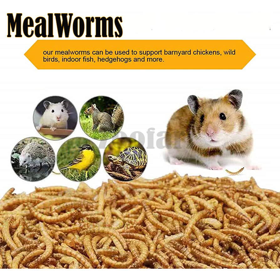 High Protein Dried MealWorms for Birds, Chicken, Turtle, Reptiles,Hamster,Sugar Glider Cacing Kering