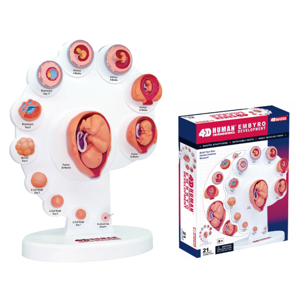 4D MASTER Human Anatomy Premium Embryo Development, Fertilisation to Fetus Development