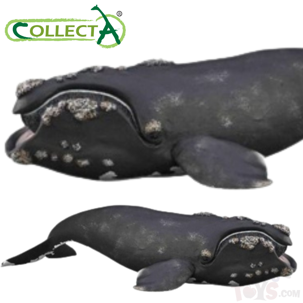 Right Whale - Collecta 88740 Ocean Sea Life Animal Action Figurine / Toy Figure Collection Toy For Kids, Children