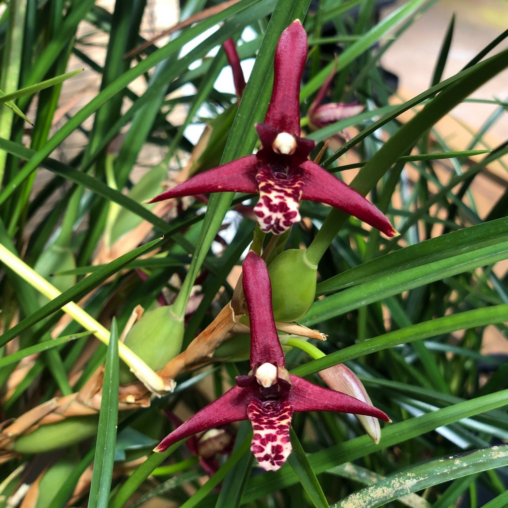 Maxillaria Tenuifolia | Hybrid | Coconut Orchid | Orchids Collection