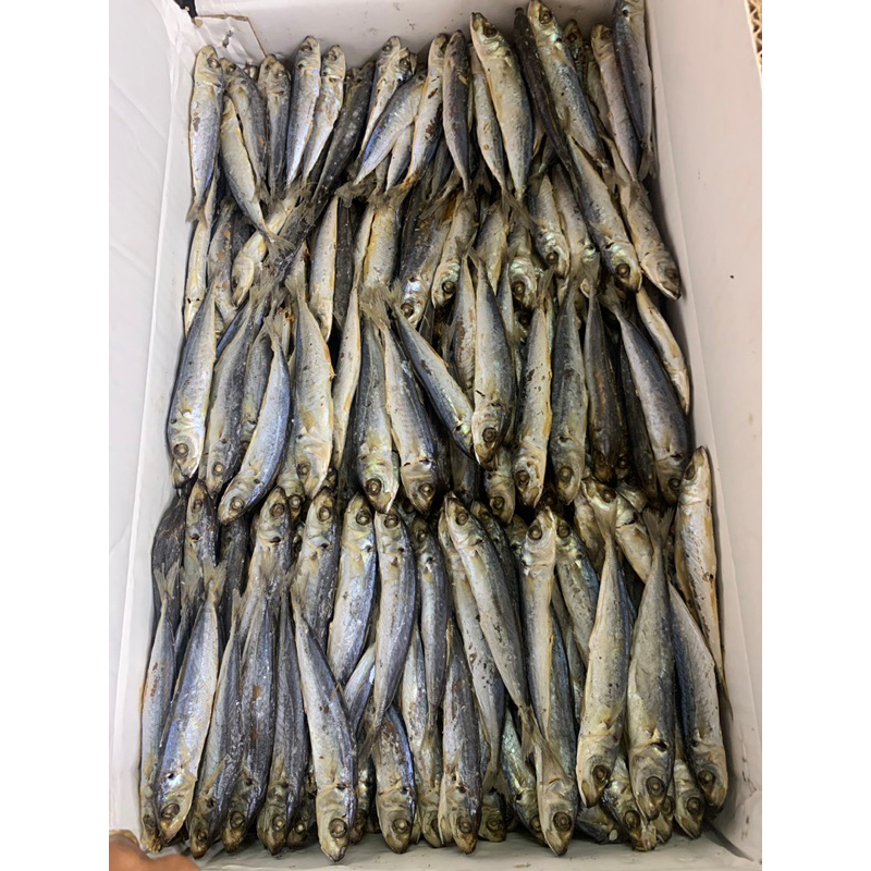 ikan tongkol dan sarden rebus Indonesia