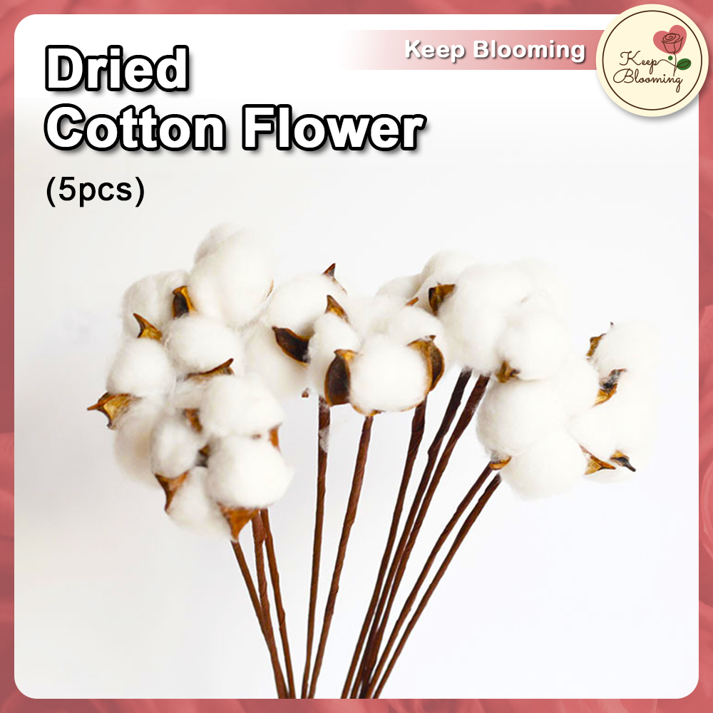 (5PCS) Cotton Flowers (3 colours) White Blue Pink DIY Dried Bouquet Home Decoration Bunga Kapas 天然木棉花 干花 手工