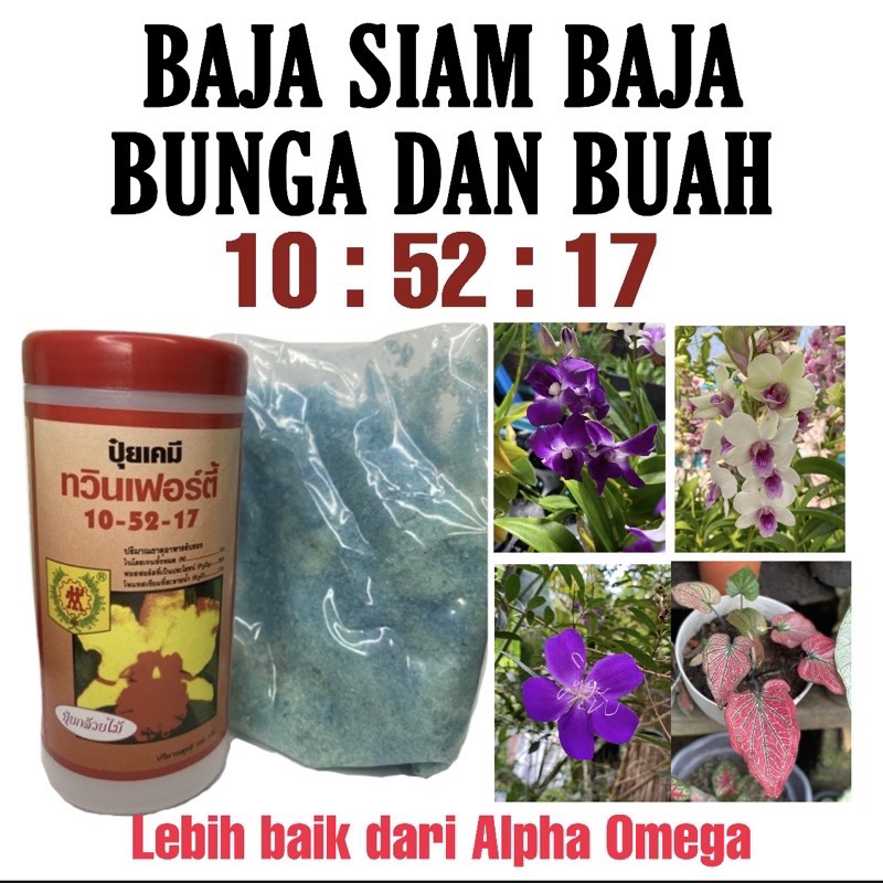 my-11134207-7qul4-liqutmhevuxvbf Orked Harimau - Grammatophyllum speciosum Blume