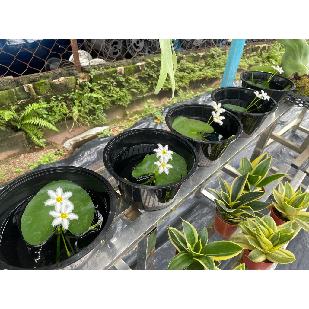 【Sean Planters'】Floating Aquatic Plant White Water Snowflake Live Plant 浮萍水生植物白色一叶莲