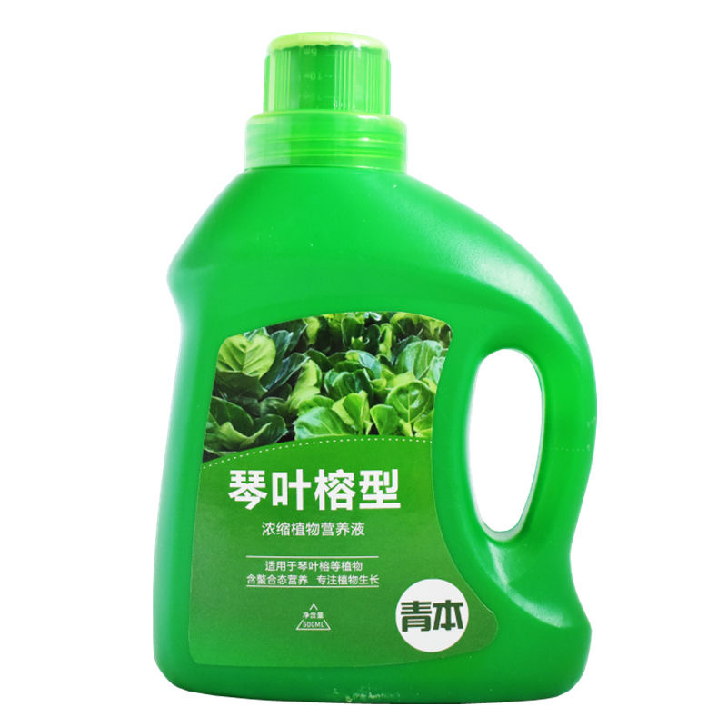 Baja Ficus Fiddle Fig Pokok Ketapang FICUS LYRATA Special Fertilizer 琴叶榕专用肥