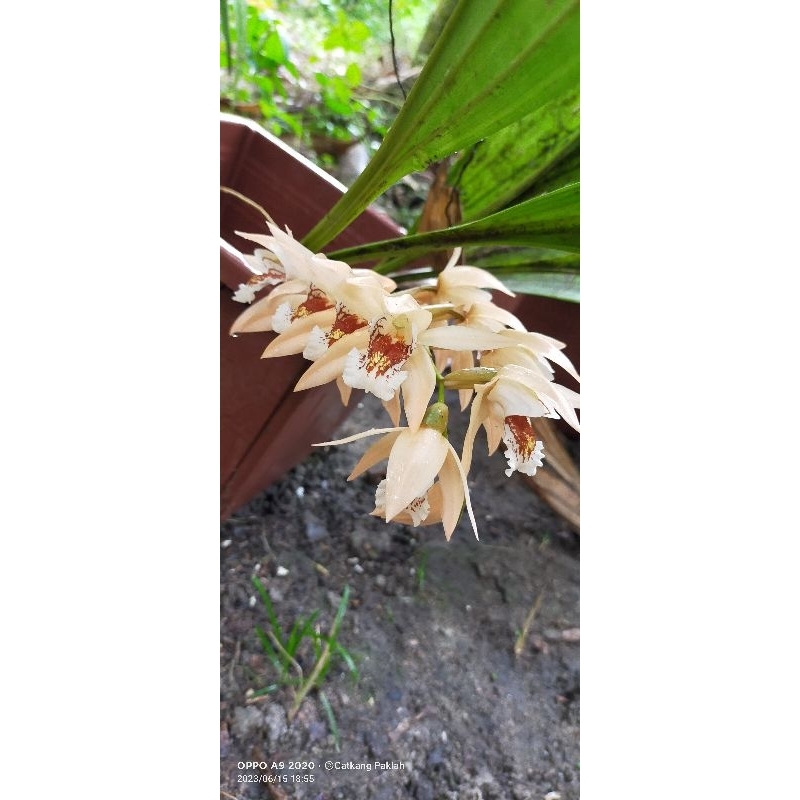 Coelogyne asperata.. JUAL secara CUTTING 2 UBI..Pokok MATANG BESAR..
