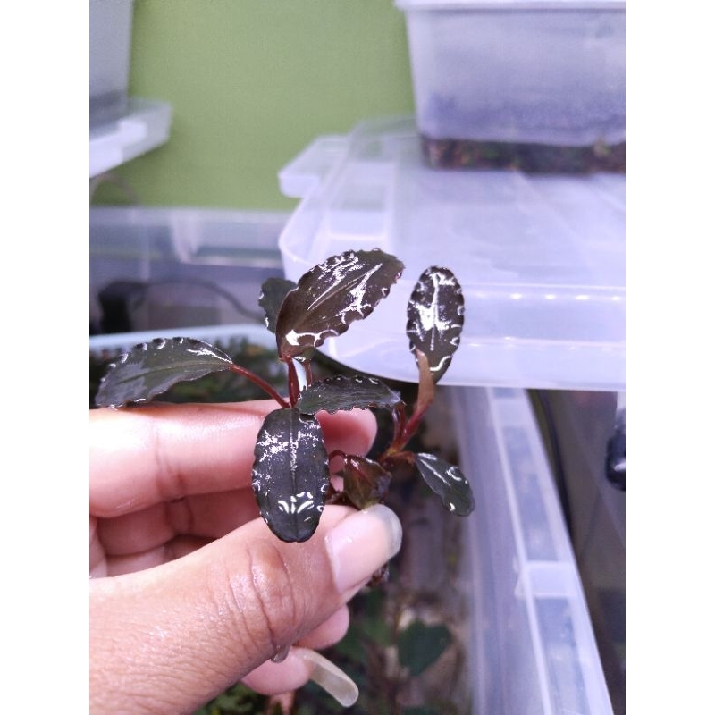 Bucephalandra brownies ghost