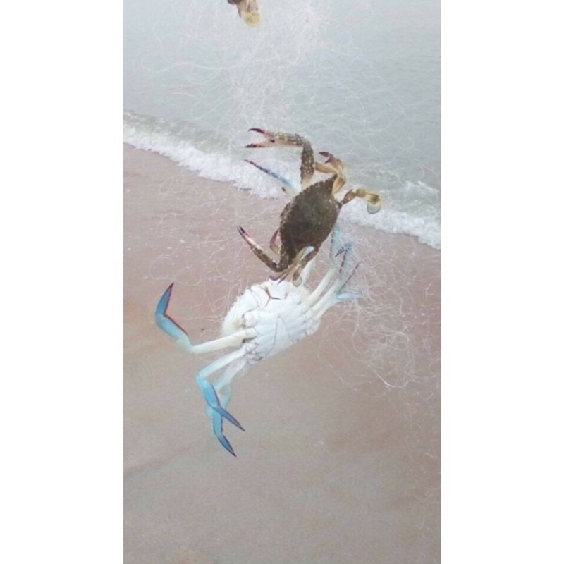 2.5M PANJANG JARING KETAM DAN JARING IKAN (1.5METER) Fishing Crab Fish Net SPRING BOMB NET PANCING KETAM IKAN