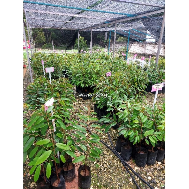 Pelbagai Jenis Pokok Durian Rare Dan Viral Terbaru