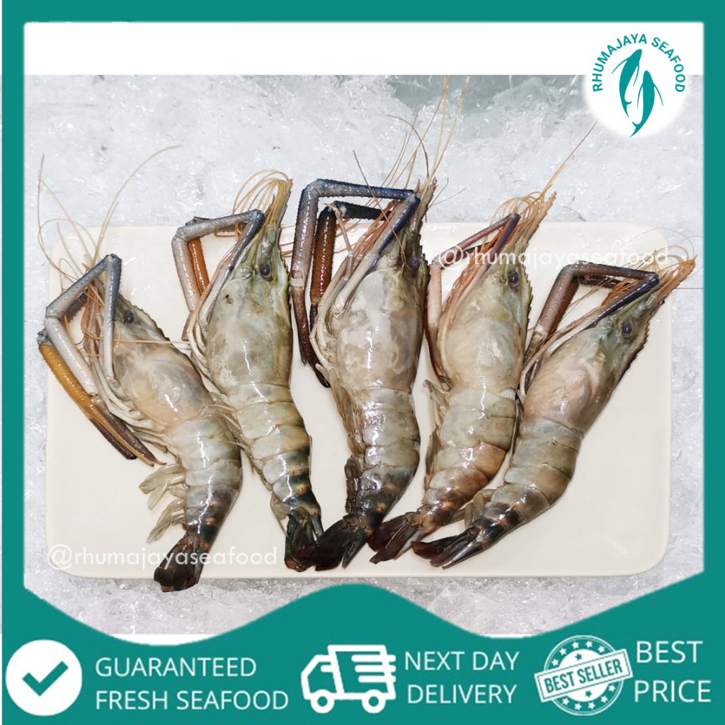 Freshwater Prawn Udang Galah (1kg+-) | Rhumajaya Seafood