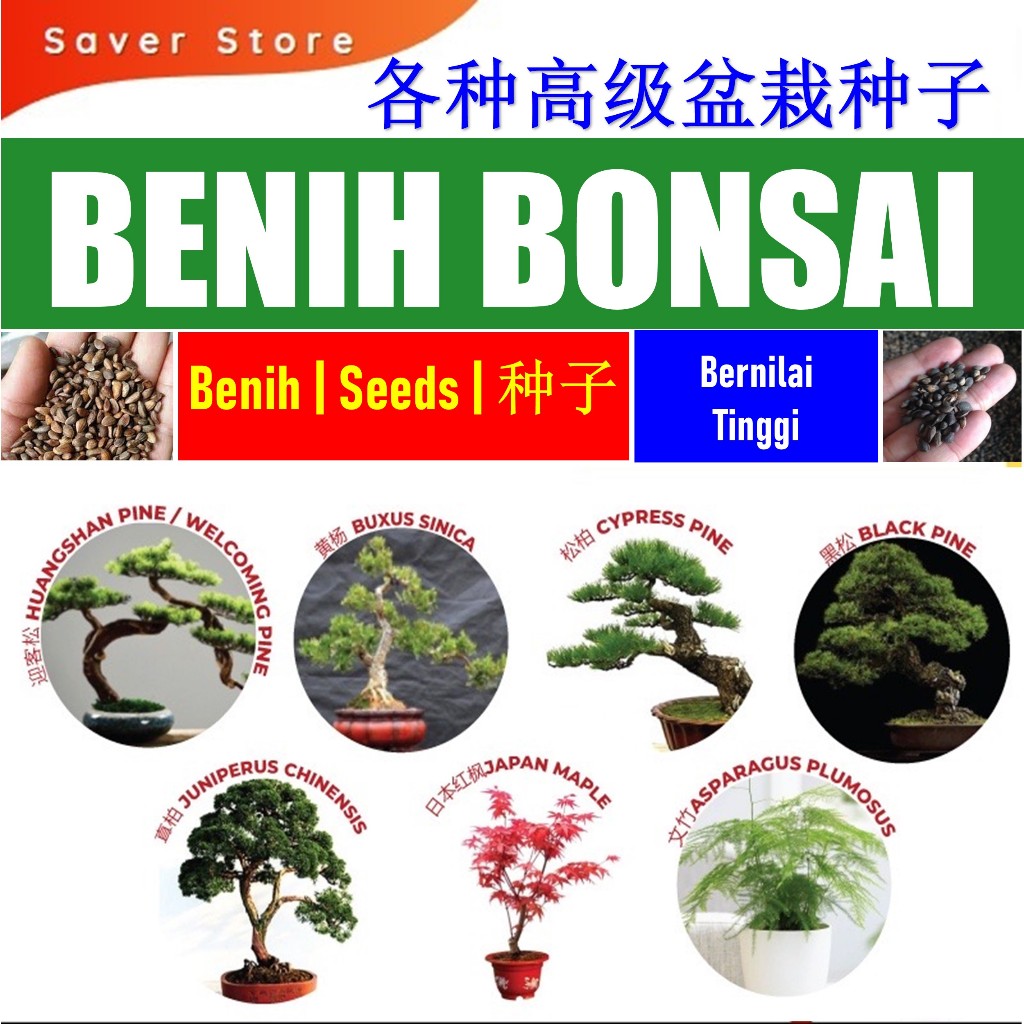 Saverstore 10pcs Pines/Buxus/Juniperus/Maple Bonsai Seed Plant Benih Pokok 10颗种子迎客松/真柏/黑松/松柏/文竹/黄杨/日本红枫
