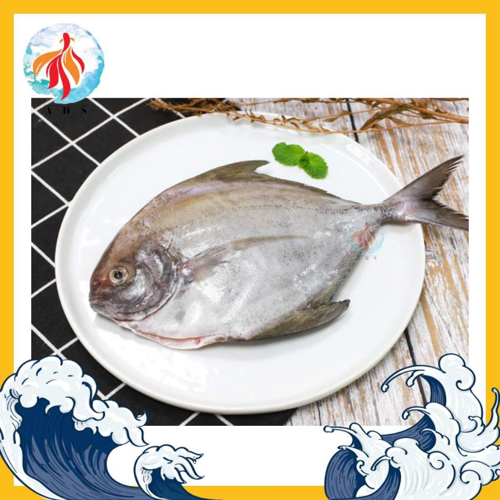Black Pomfret (Frozen) 黑鲳鱼 Ikan Bawal Hitam Allo Ha Seafood