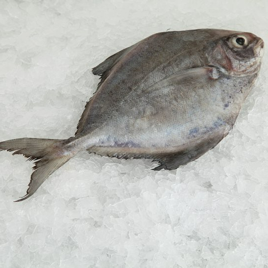 Premium Frozen Cleaned Ikan Bawal Hitam 1Kg± Black Pomfret Fish Gutted Descaled