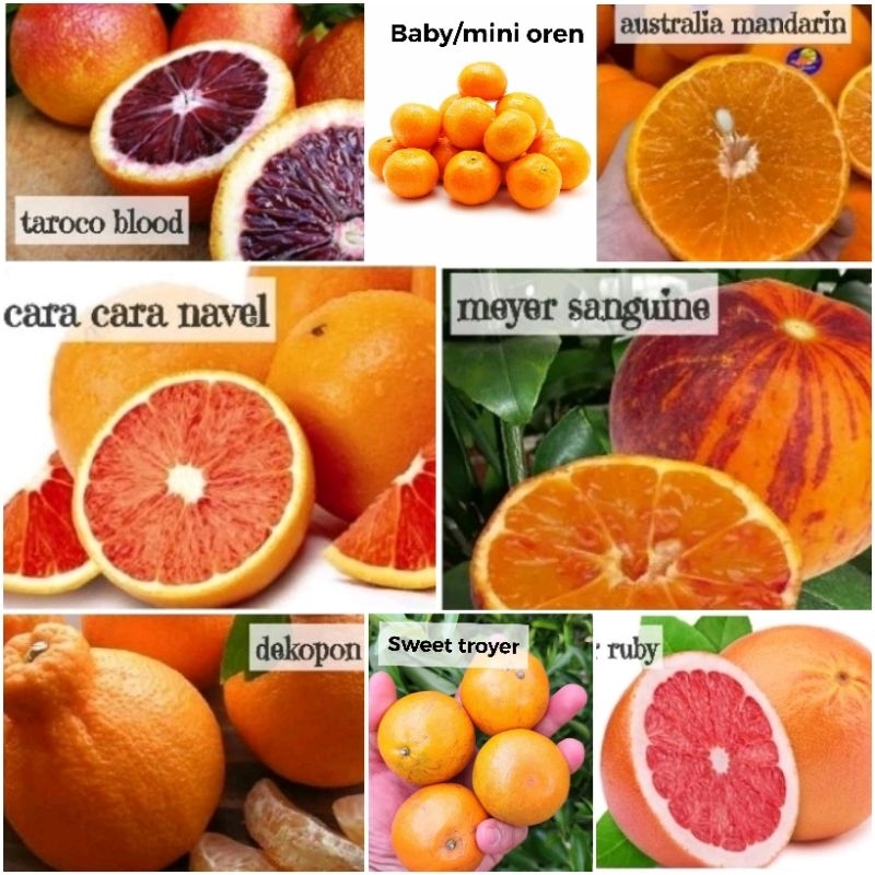 Pokok Buah Blood Orange oren citrus Tarocco meyer sanguine cara navel baby mini troyer star ruby mandarin jelly plant