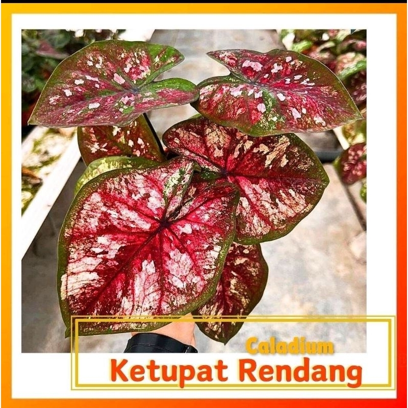 Caladium Ketupat Rendang : [Caladium Plants-Pokok Keladi /Indoor Plant/Real Live Plant]