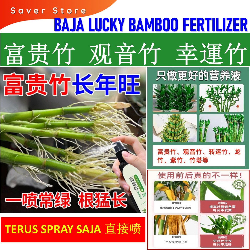 Lucky Bamboo Lotus Bamboo 富贵竹营养液 富贵竹肥料 观音竹 幸運竹营养液 女王竹 万年竹 开运竹 转运竹 荷花竹 Dracaena Sanderiana