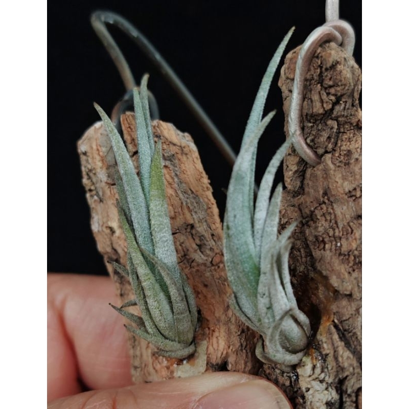 Tropical Selection's - Tillandsia sp (Peru).