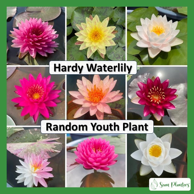 Sean Planters' Hardy Waterlily Random Colour Young Plant Water Lily 耐寒睡莲小苗随机花色品种莲花 Teratai Muda