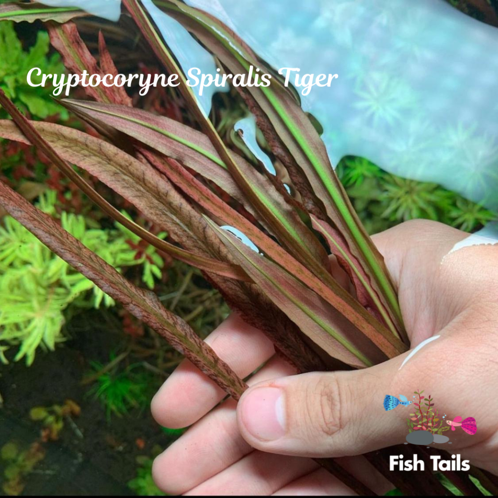 [LOCAL SELLER] Fully Submerged CRYPTOCORYNE SPIRALIS TIGER (Aquascape/Aquarium/Moss/Shrimp/Fish/Plant)