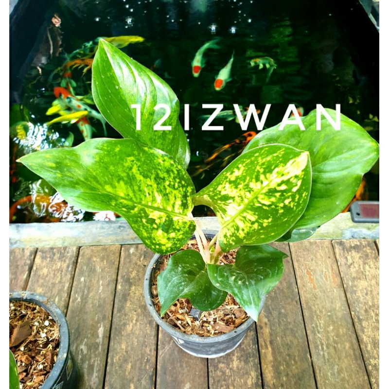 Pokok Hiasan Hidup Aglonema/ Aglaonema/ Chinese Evergreen Golden Love / Amazon / Moonshine live plant (Super Rare)