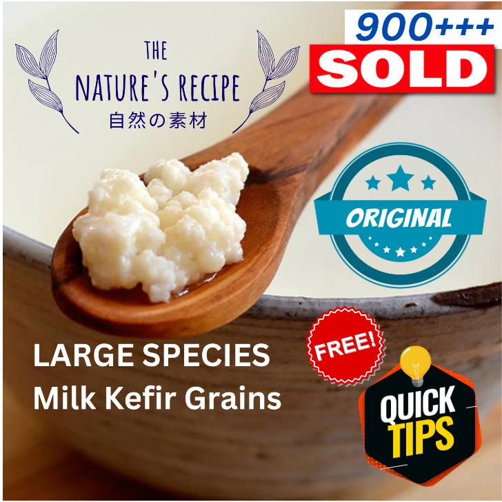 [PRE Order Ship in 3 day] LARGE SPECIES Milk Kefir Grain yogurt Probiotic Super Active Scoby kombucha starter 开菲尔酸奶菌发酵母