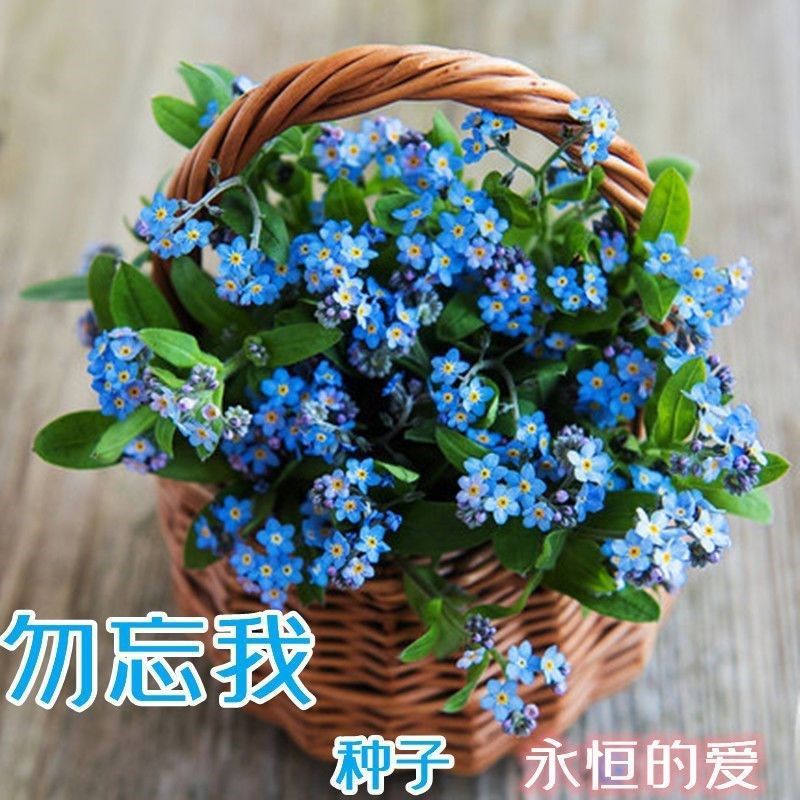 Biji Benih Bunga Jangan Lupa Saya Warna Biru(30 Seeds)/勿忘我种子蓝色/Do not forget Me Blue Colour Seeds