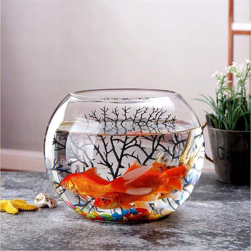 [Floralyst] ROUND Transparent Multipurpose Glass Vase Fish Bowl Aquarium Pasu Kaca 多功能耐用简约时尚圆球形玻璃花盆