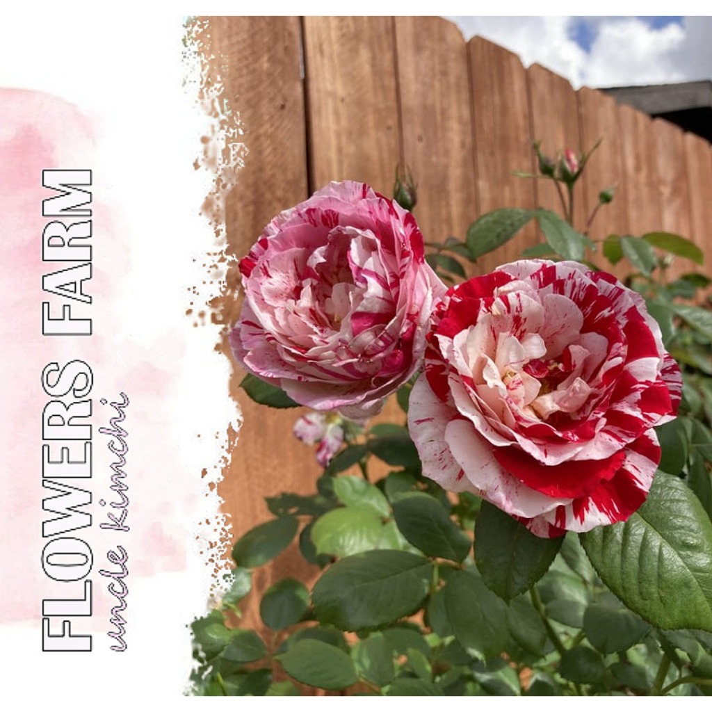 Anak Bunga Rose/Bunga Rose Kampung/ Bunga Hidup/Rose flowers/Pokok Bunga Hiasan