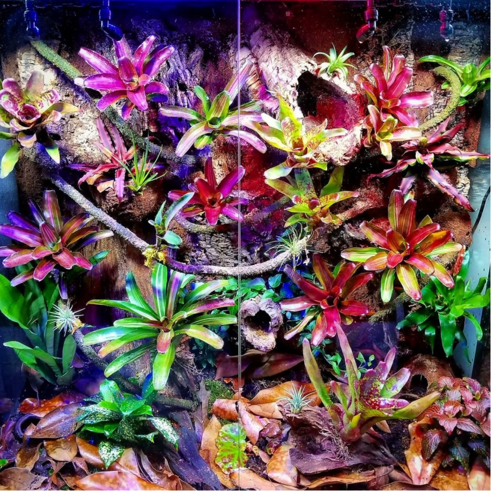 SEPTEMBER SALES PROMOTION@Neoregelia's@Bromeliad's 2024@*Terrarium/Vivarium *(EXTRA FREE GIFTS IF BUY MORE THAN 5NOS)