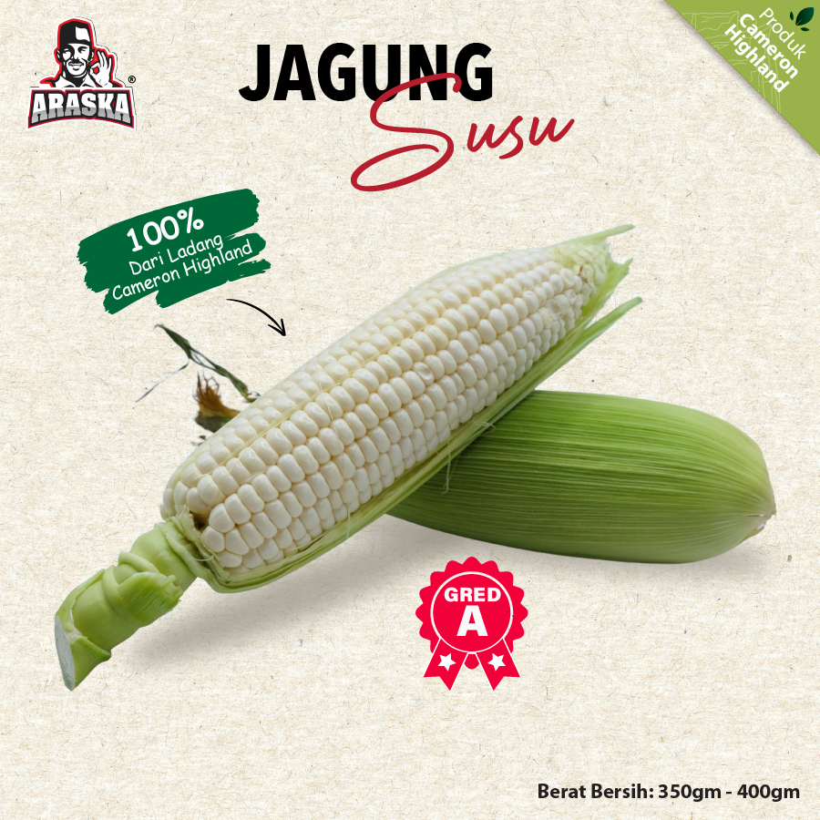 3 Biji Gred A - Jagung Susu ?【100% Cameron Highland】3 pcs Grade A-  White Sweet Corn From Cameron
