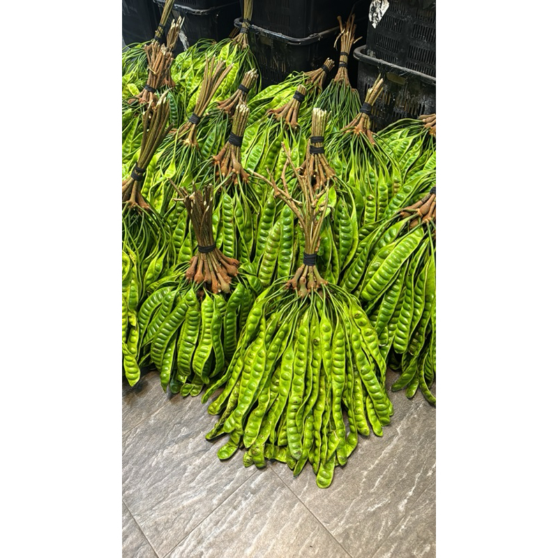Ikat besar petai hutan