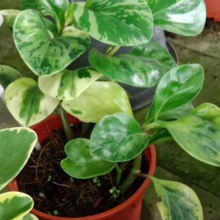 Peperomia/Baby Rubber Plant(Pokok Bunga Hidup/Pokok Hiasan Dalam Rumah/Real Live Indoor