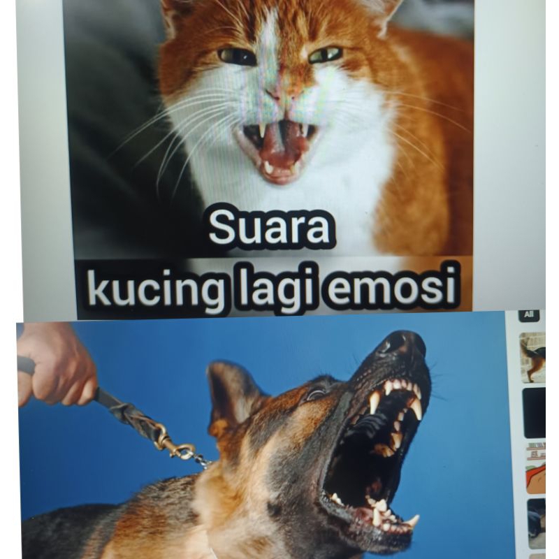 SUARA UNDUR KERETA LORI BUNYI AMARAN suara kucing /anjing Reverse Sound 12v-24v JAPAN speaker Kancil Kelisa kenari kcar
