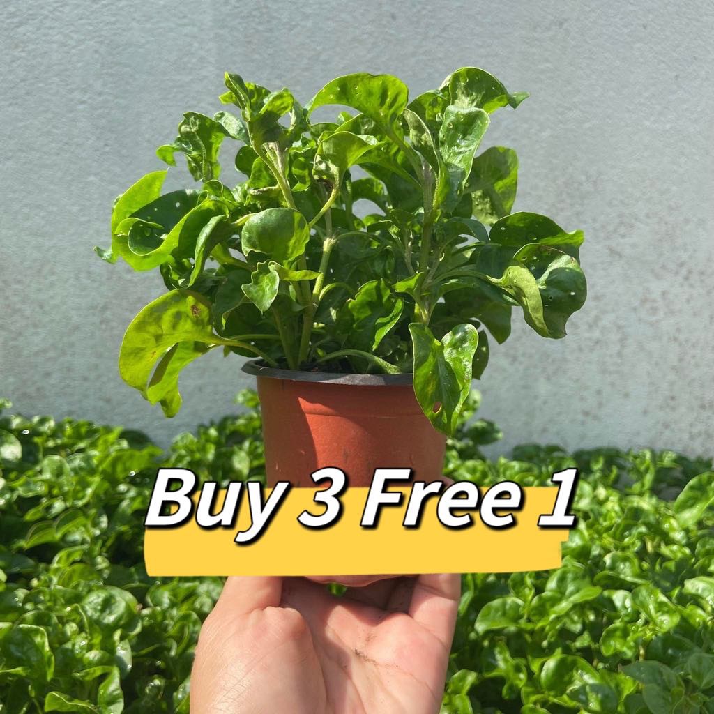 [POT] Bayam Brazil/Anak Pokok/Pot/Sissoo Spinach/Organic/Edible/Boleh Makan/Outdoor Plant/巴西菠菜