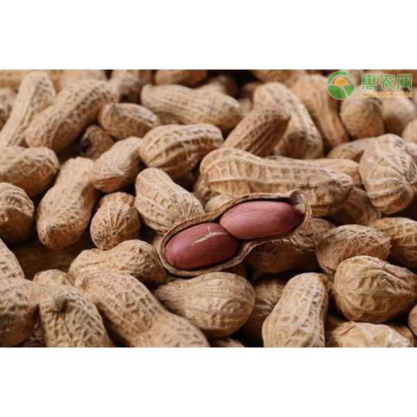 SHANDONG kacang rebus (mentah) kene masak sendiri 1KG