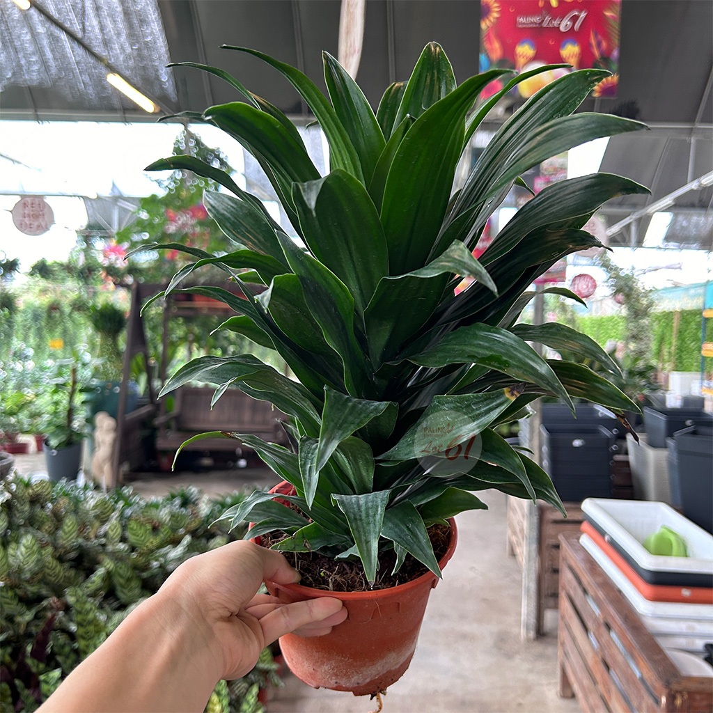 [Paling Horticulture Sdn Bhd] Dracena Fragrans Compacta | 太阳神铁树 | Indoor Easy Care Houseplant