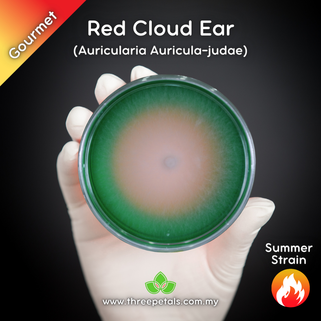 Red Cloud Ear (Auricularia Auricula-judae) Live Mycelium Mushroom Culture Spawn Seed