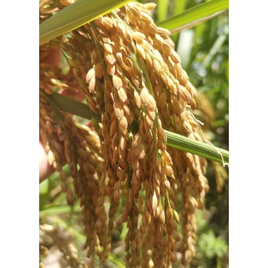 Biji BENIH PADI SAWAH KAMPUNG GOLDEN RICE SEED - 100g